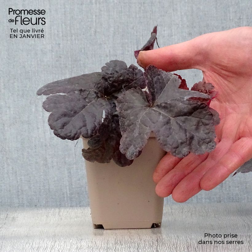 Heucherella Onyx 8/9 cm pot sample as delivered in winter