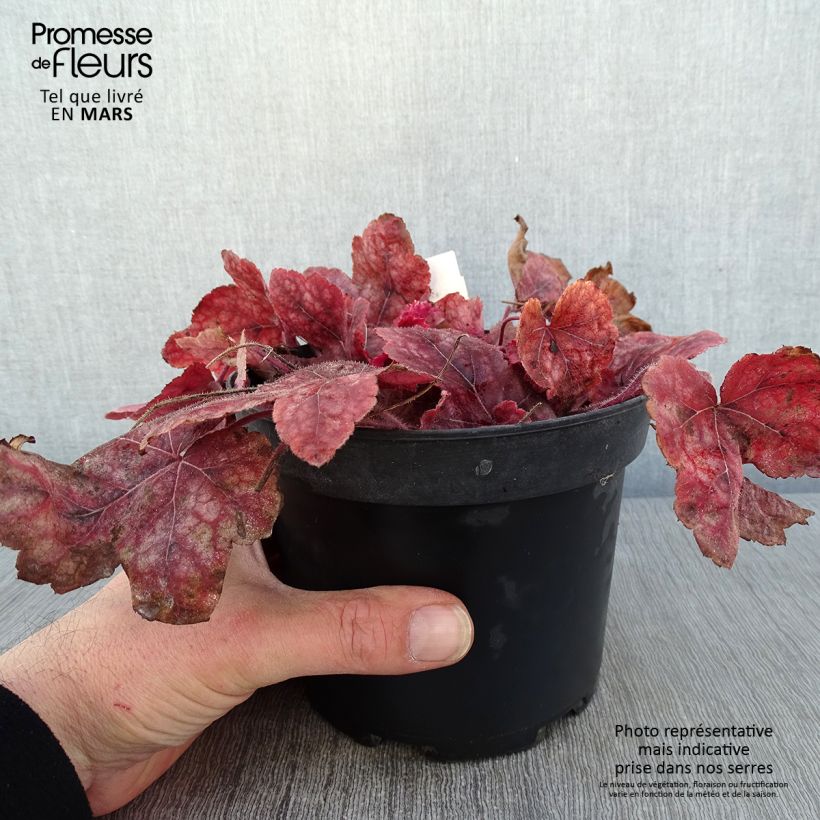 Heucherella Redstone Falls 2L/3L pot sample as delivered in winter