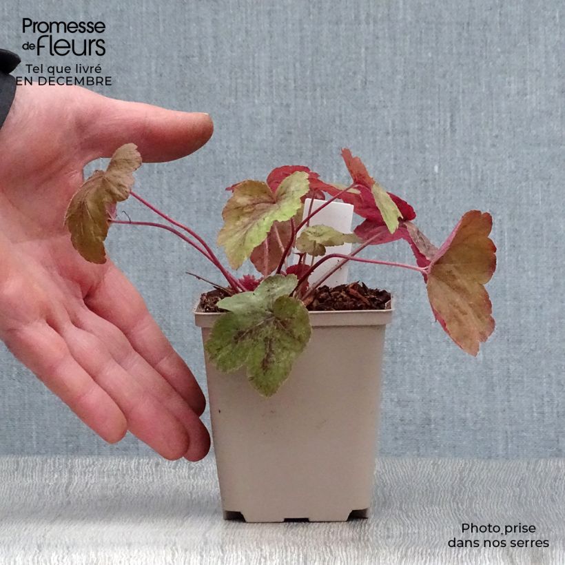 Heucherella Redstone Falls 8/9 cm pot sample as delivered in winter