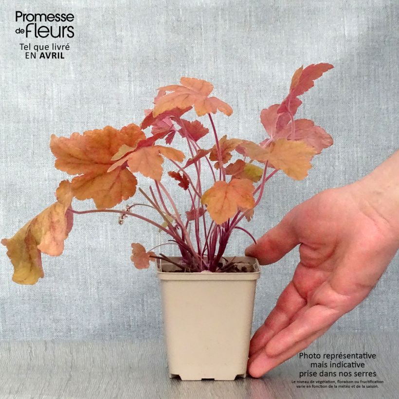 Heucherella Redstone Falls 8/9 cm pot sample as delivered in spring
