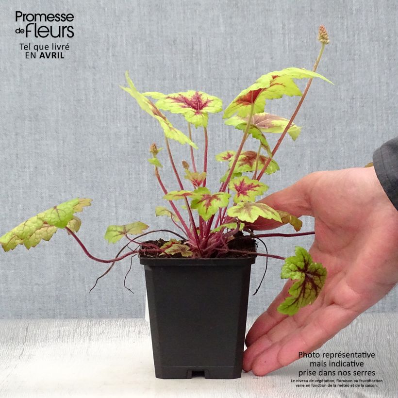 Heucherella Stoplight 8/9 cm pot sample as delivered in spring