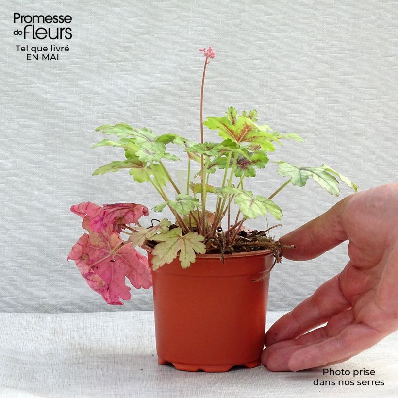 Heucherella Tapestry 8/9 cm pot sample as delivered in spring