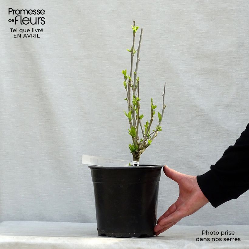 Hibiscus syriacus French Cabaret Purple - Rose of Sharon 3L/4L pot sample as delivered in spring