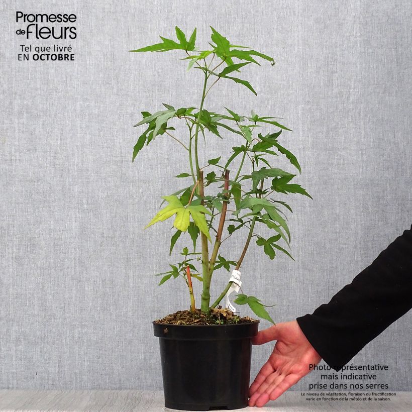 Hibiscus coccineus 4L/5L pot sample as delivered in autumn