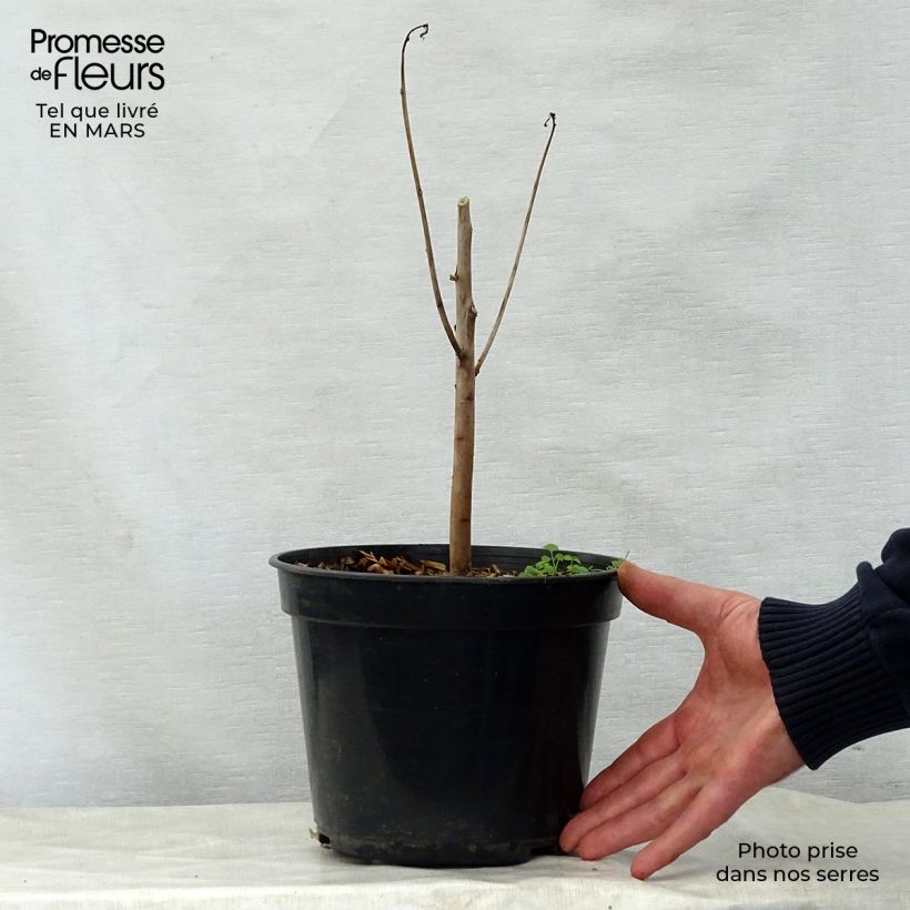 Hibiscus coccineus 4L/5L pot sample as delivered in spring