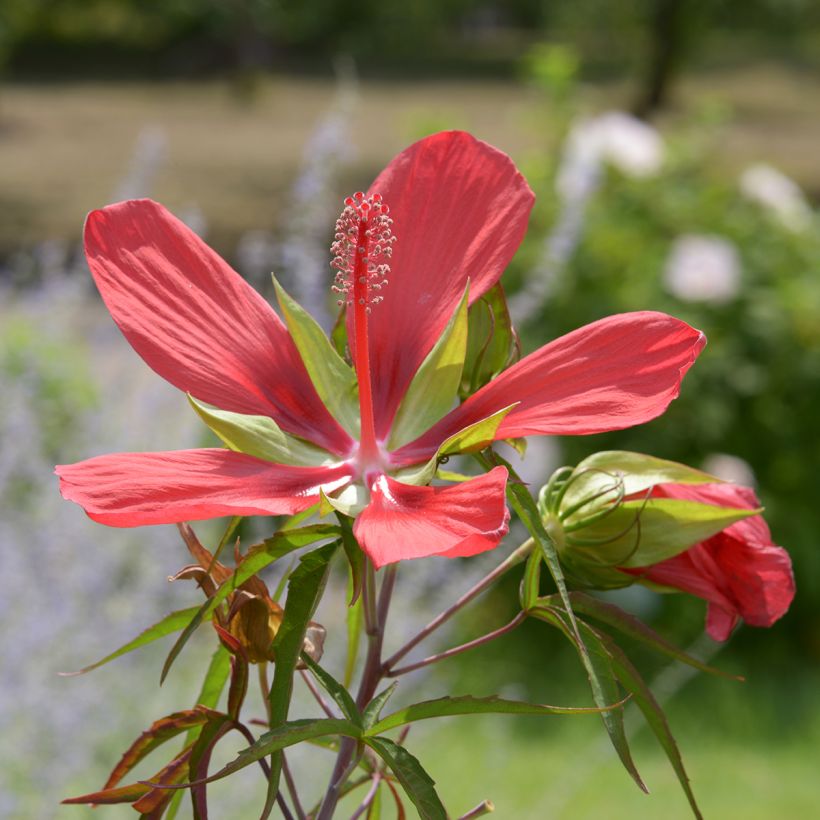 Hibiscus coccineus (Flowering)