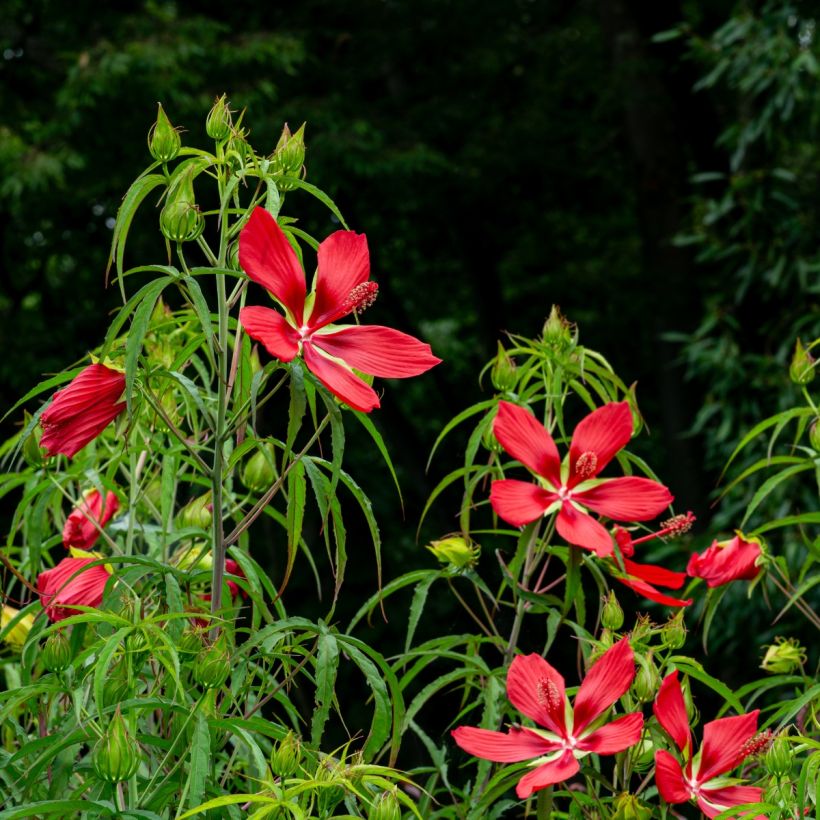 Hibiscus coccineus (Plant habit)