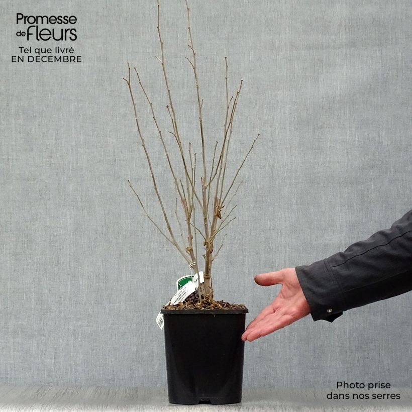 Hibiscus syriacus French Cabaret Pastel - Rose of Sharon 3L/4L pot sample as delivered in winter