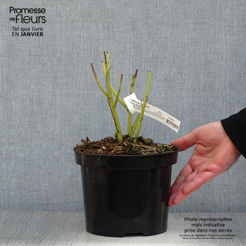 Hibiscus moscheutos Cherry Cheesecake - Swamp Rose Mallow 3L/4L pot sample as delivered in winter