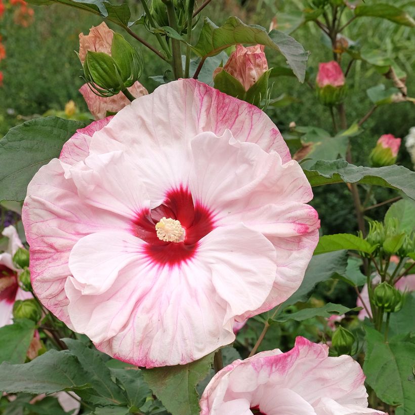 Hibiscus moscheutos Cherry Cheesecake - Swamp Rose Mallow (Flowering)