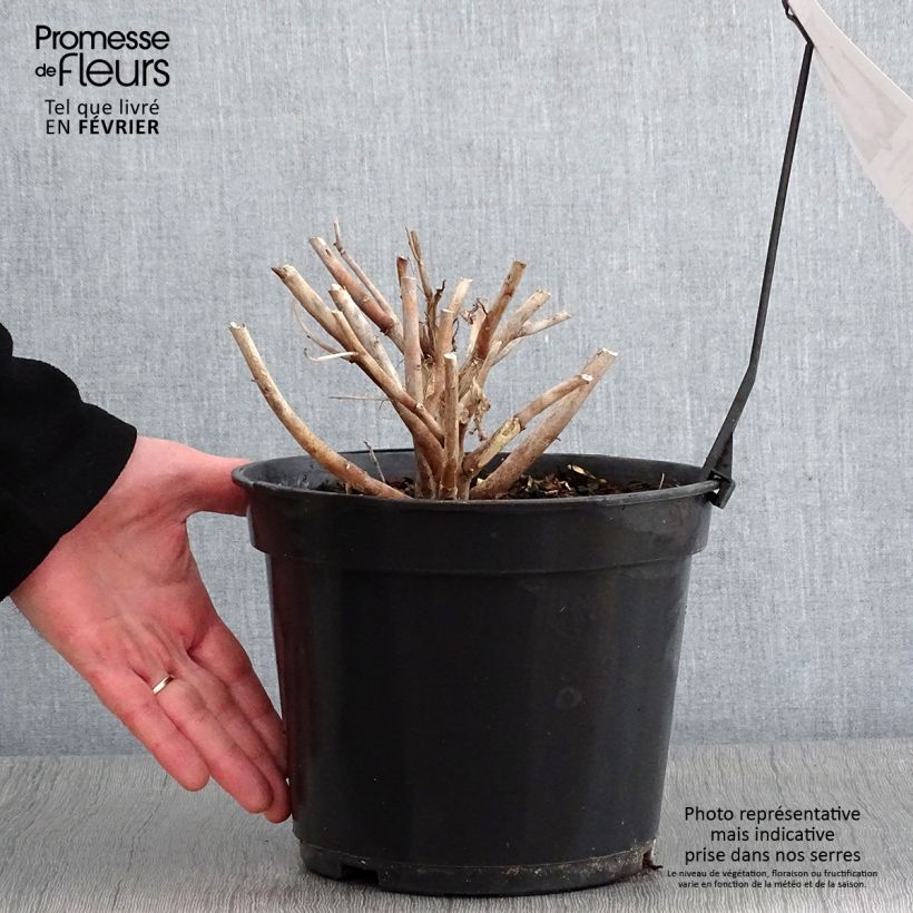 Hibiscus moscheutos Fujin - Swamp Rose Mallow 4L/5L pot sample as delivered in winter