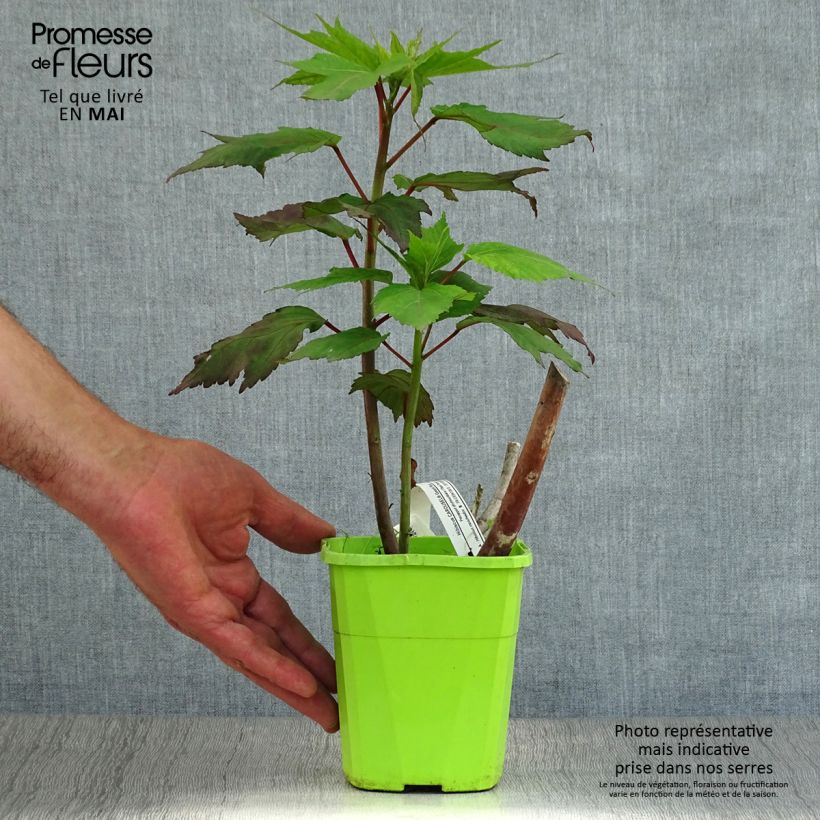 Hibiscus moscheutos Giant Red - Swamp Rose Mallow 3L/4L pot sample as delivered in spring