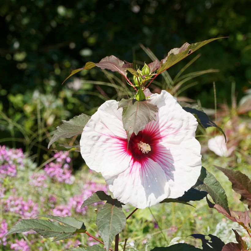 Hibiscus moscheutos Jolly Heart - Swamp Rose Mallow (Flowering)
