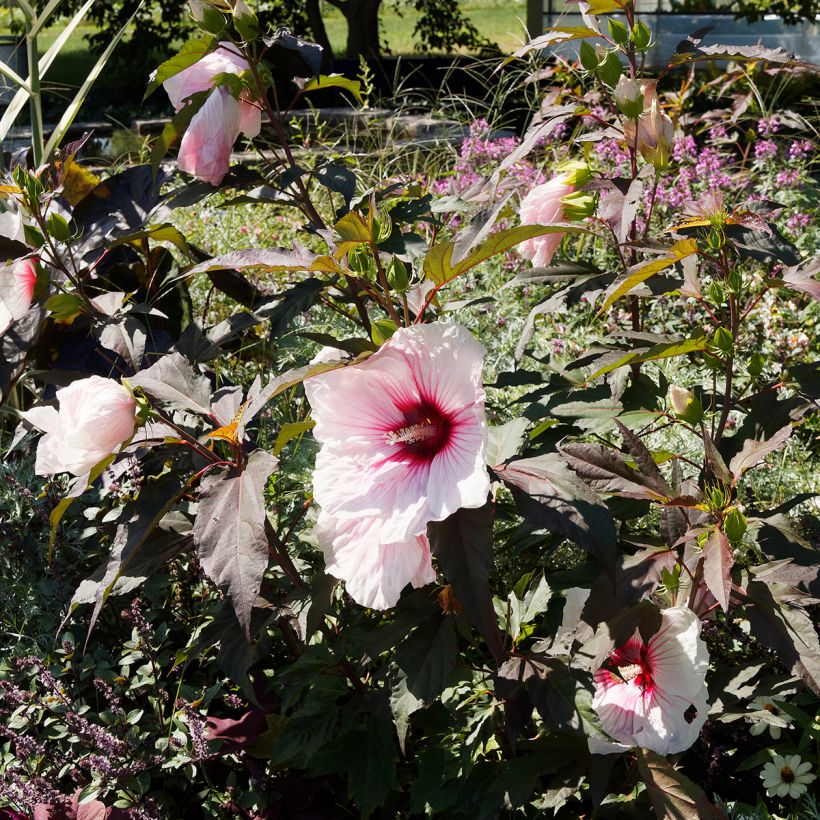 Hibiscus moscheutos Jolly Heart - Swamp Rose Mallow (Plant habit)