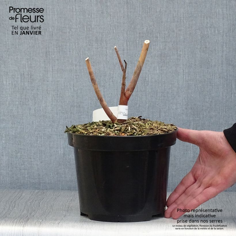 Hibiscus moscheutos Midnight Marvel - Swamp Rose Mallow 3L/4L pot sample as delivered in winter