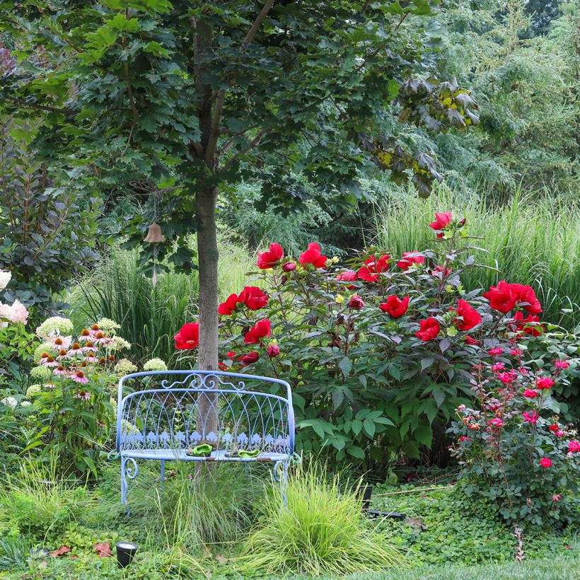 Hibiscus moscheutos Midnight Marvel - Swamp Rose Mallow (Plant habit)