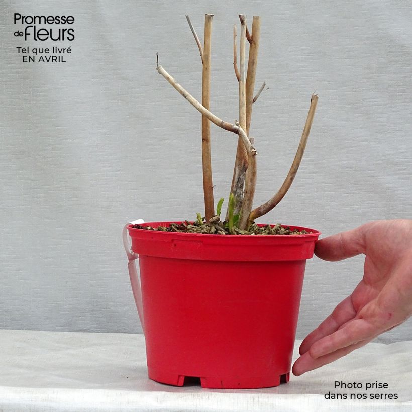 Hibiscus moscheutos Planet Griotte - Swamp Rose Mallow 3L/4L pot sample as delivered in spring