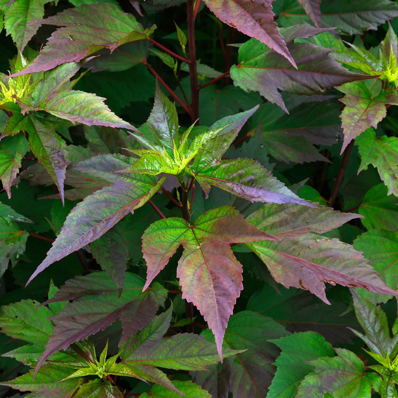 Hibiscus moscheutos Planet Griotte - Swamp Rose Mallow (Foliage)
