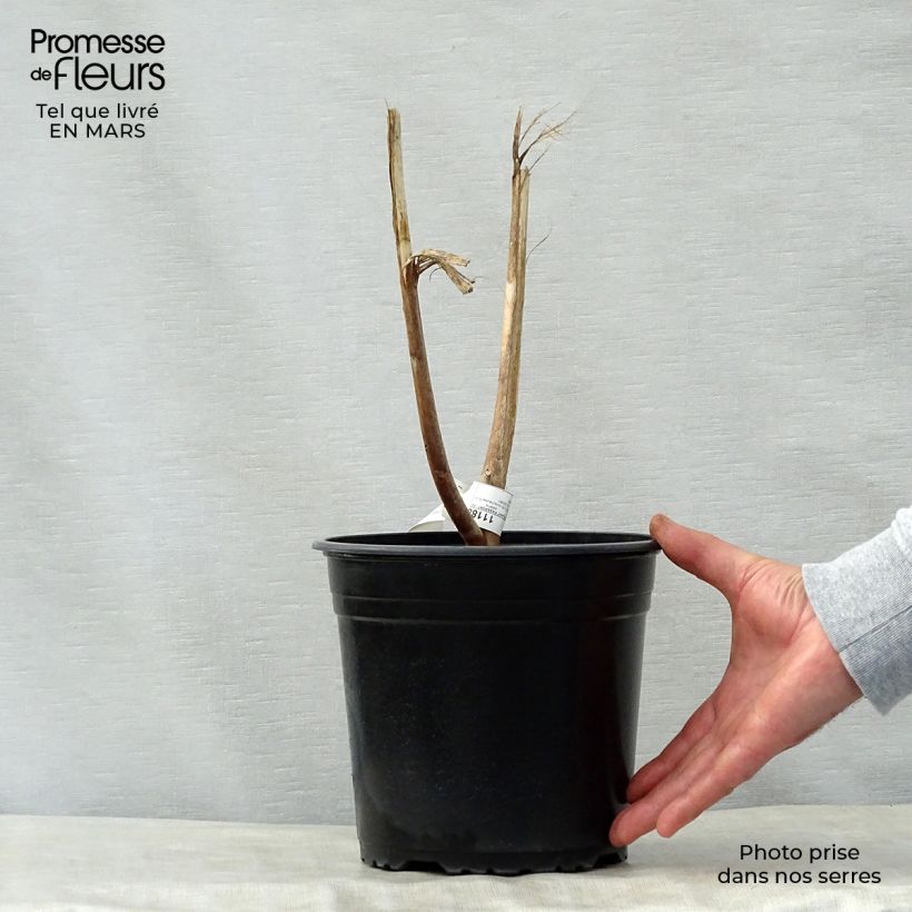 Hibiscus moscheutos Solène - Swamp Rose Mallow 3L/4L pot sample as delivered in spring