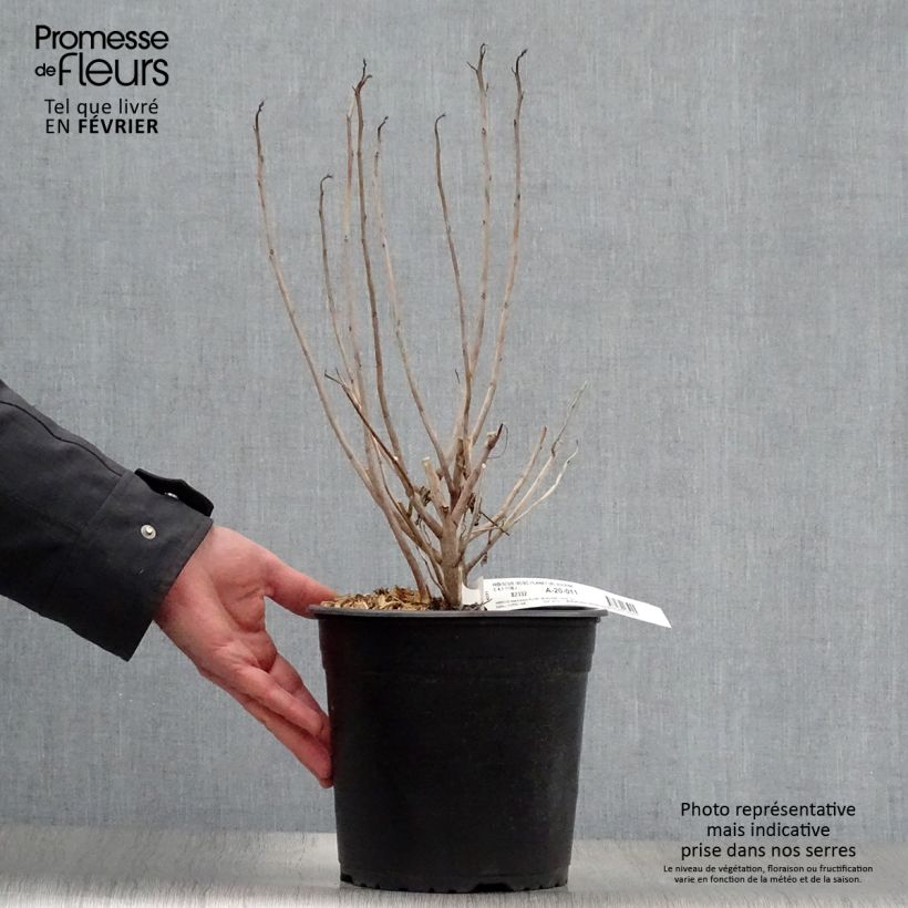 Hibiscus moscheutos Solène - Swamp Rose Mallow 3L/4L pot sample as delivered in winter