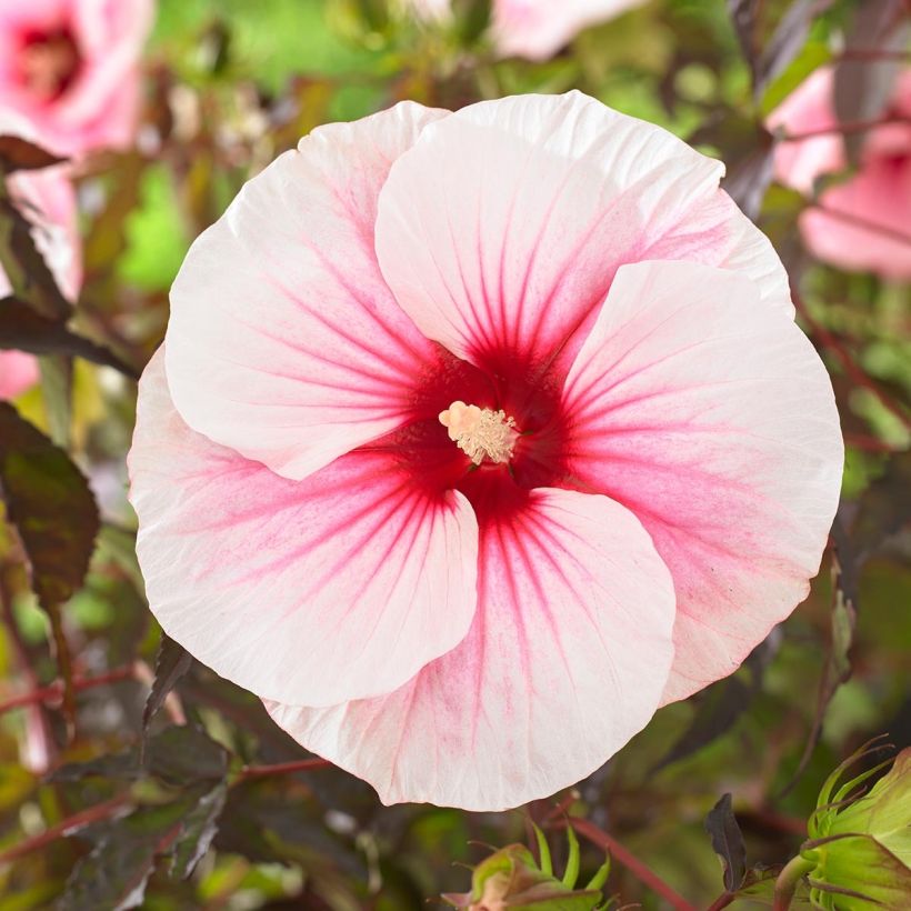 Hibiscus moscheutos Pink Candy - Swamp Rose Mallow (Flowering)
