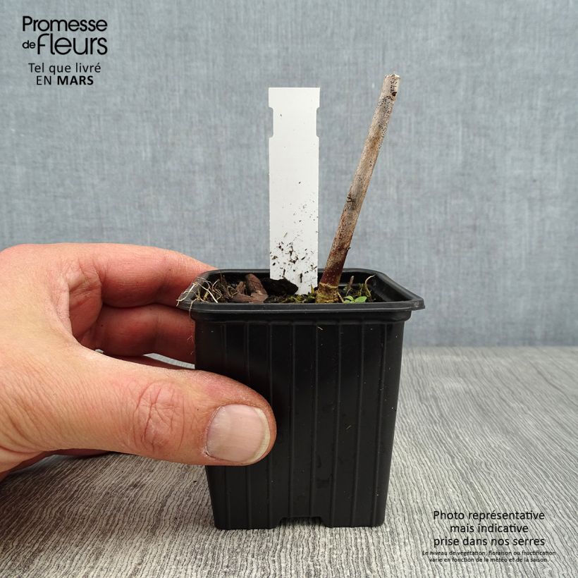 Hibiscus moscheutos Pink Passion - Swamp Rose Mallow 8/9 cm pot sample as delivered in winter