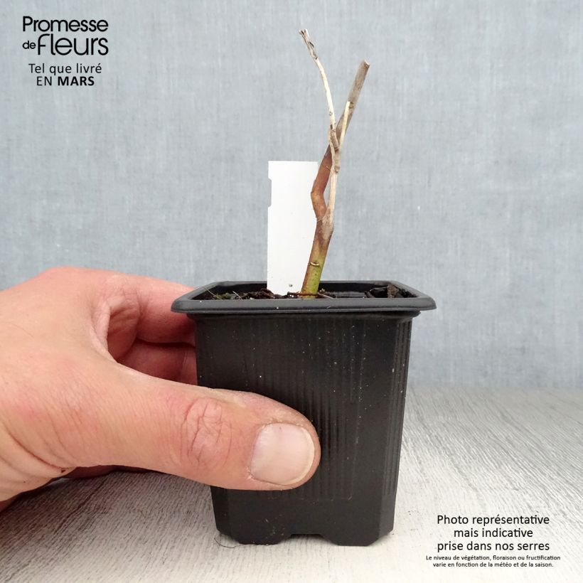 Hibiscus moscheutos Pink Passion - Swamp Rose Mallow 8/9 cm pot sample as delivered in spring