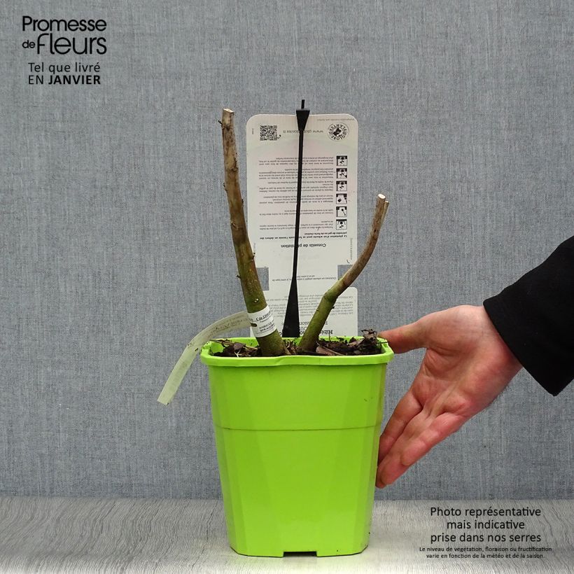 Hibiscus moscheutos Pink Passion - Swamp Rose Mallow 3L/4L pot sample as delivered in winter