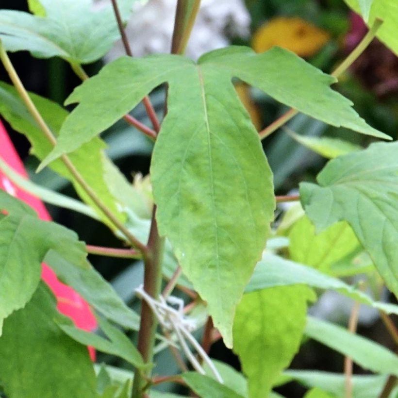 Hibiscus moscheutos Raijin- Rose mallow (Foliage)