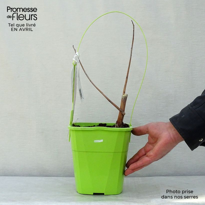 Hibiscus moscheutos Red Wine - Swamp Rose Mallow 4L/5L pot sample as delivered in spring