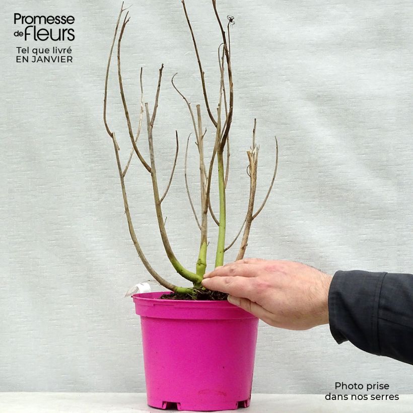 Hibiscus moscheutos Pink - Swamp Rose Mallow 2L/3L pot sample as delivered in winter