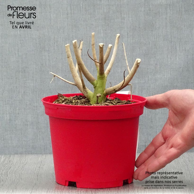 Hibiscus moscheutos Red - Swamp Rose Mallow 2L/3L pot sample as delivered in spring