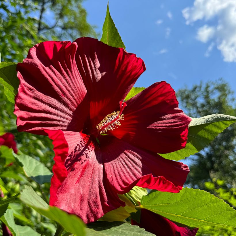 Hibiscus moscheutos Red - Swamp Rose Mallow (Flowering)