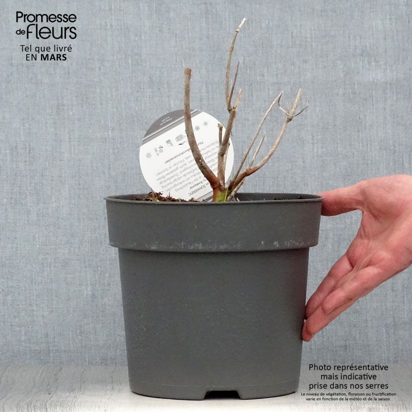 Hibiscus moscheutos Berry Awesome - Swamp Rose Mallow 3L/4L pot sample as delivered in spring