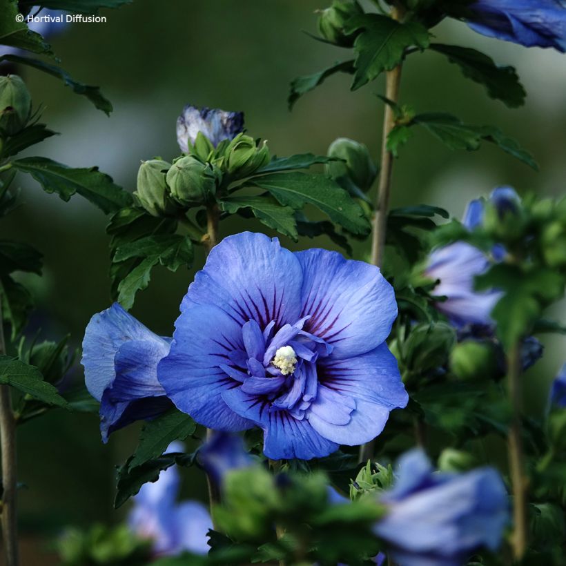 Hibiscus syriacus Beautiful Cobalt - Rose of Sharon (Flowering)