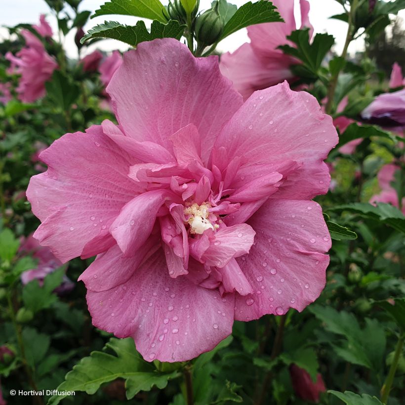Hibiscus syriacus Beautifull Magenta - Rose of Sharon (Flowering)