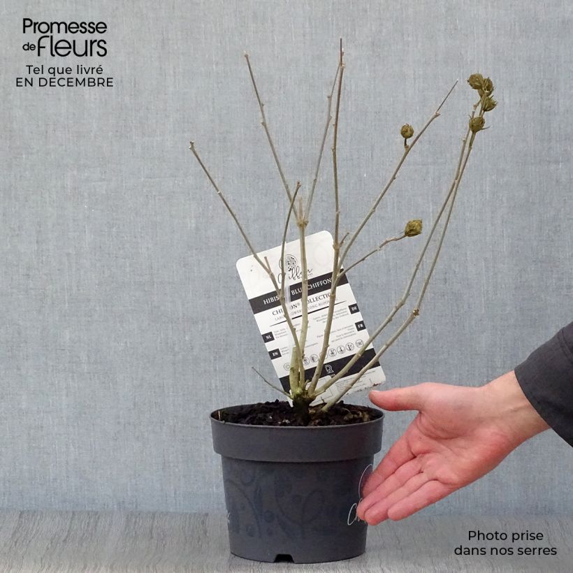 Hibiscus syriacus Blue Chiffon - Rose of Sharon 2L/3L pot sample as delivered in winter