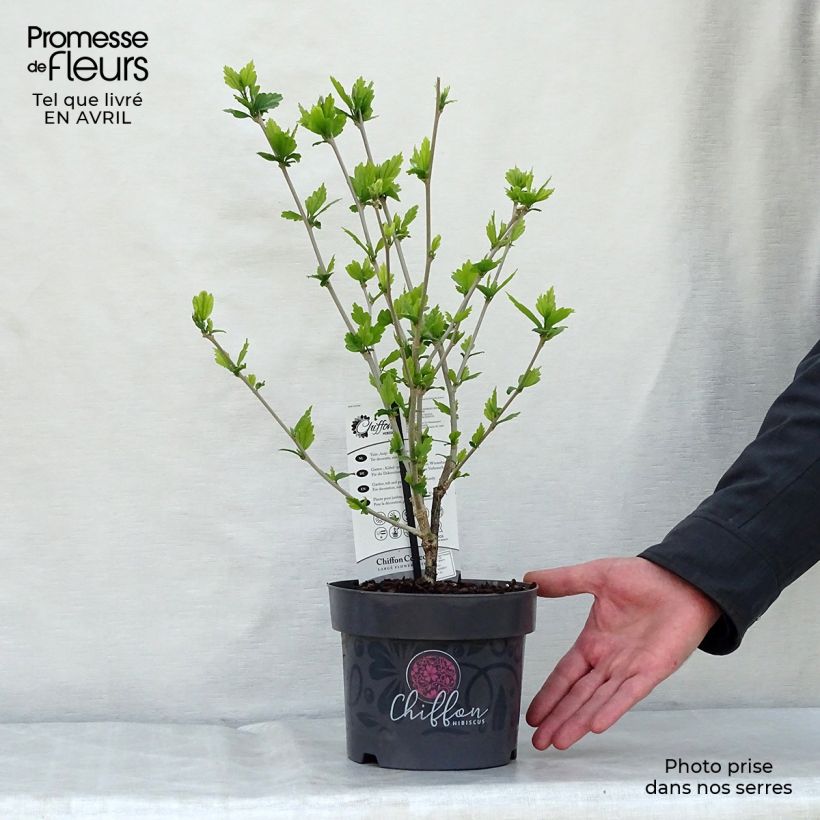 Hibiscus syriacus Blue Chiffon - Rose of Sharon 2L/3L pot sample as delivered in spring