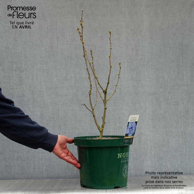 Hibiscus syriacus Blue Chiffon - Rose of Sharon 6L/7L pot sample as delivered in spring