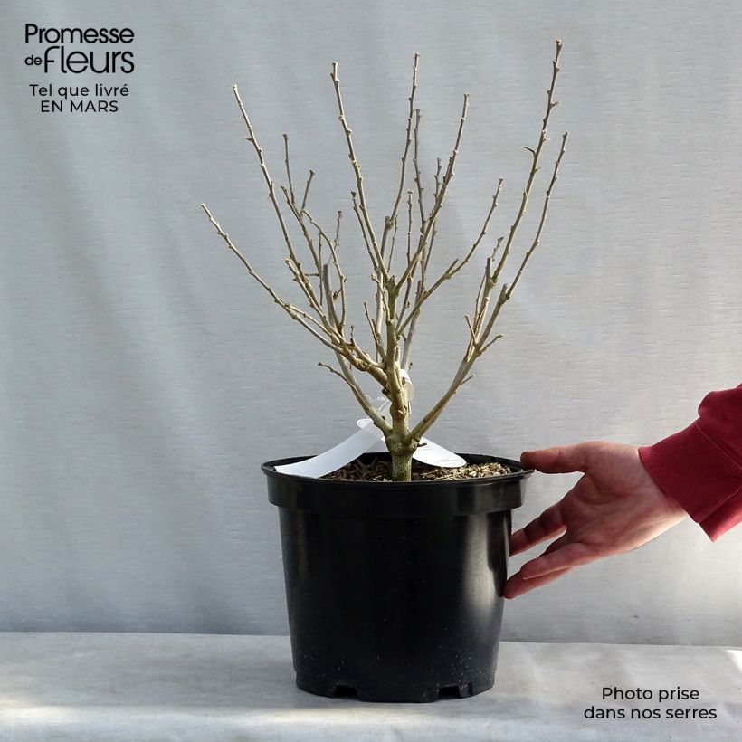 Hibiscus syriacus Blue Chiffon - Rose of Sharon 6L/7L pot sample as delivered in winter