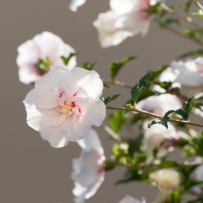 Hibiscus syriacus China Chiffon - Rose of Sharon (Flowering)