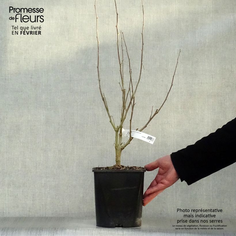 Hibiscus syriacus Eléonore - Rose of Sharon 2L/3L pot sample as delivered in winter