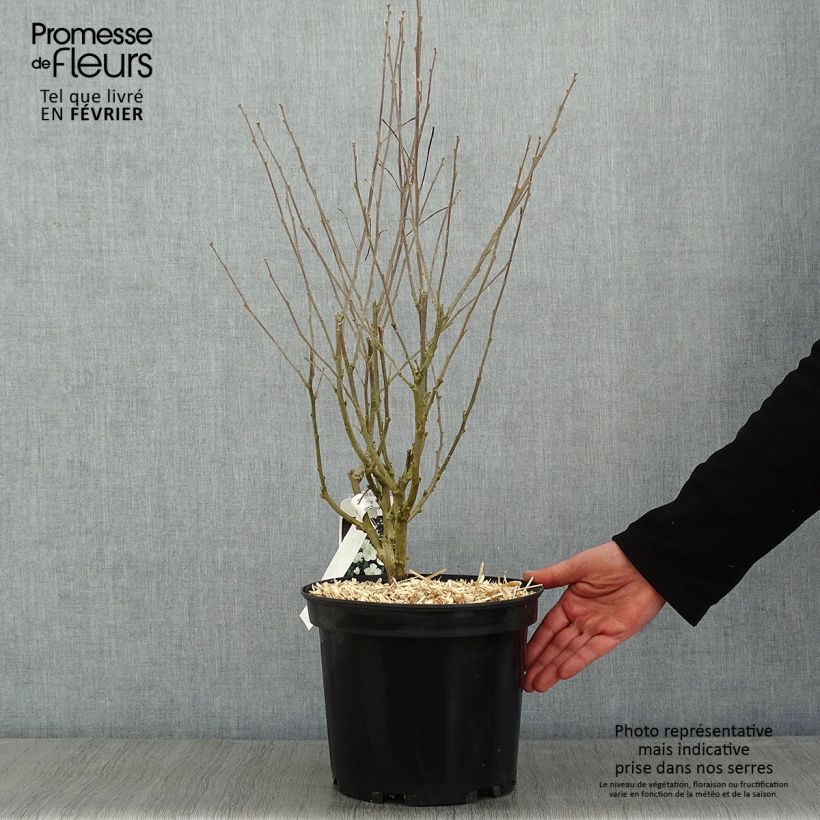 Hibiscus syriacus Eléonore - Rose of Sharon 7.5L/10L pot sample as delivered in winter