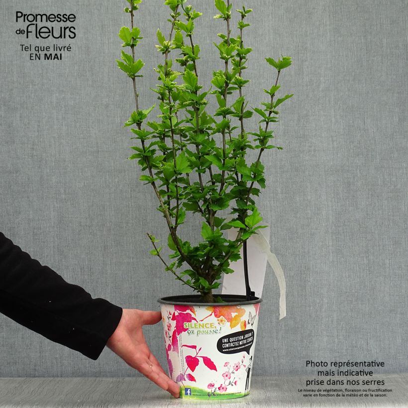 Hibiscus syriacus Eruption - Rose of Sharon 4L/5L pot sample as delivered in spring