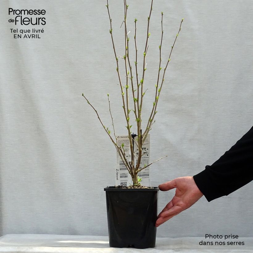 Hibiscus syriacus French Cabaret Pastel - Rose of Sharon 3L/4L pot sample as delivered in spring