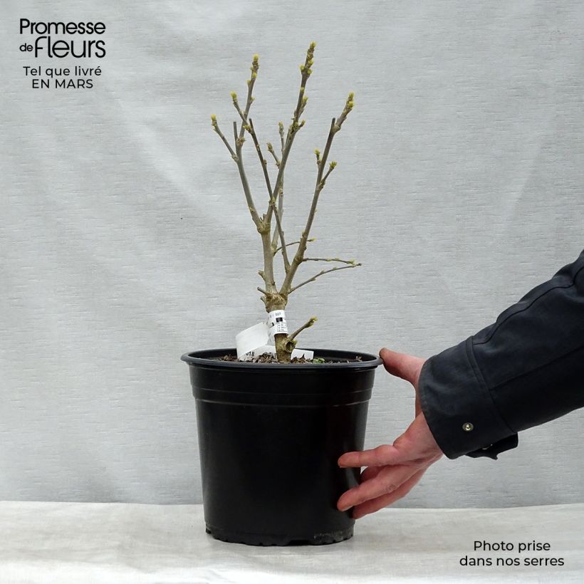 Hibiscus syriacus French Point - Rose of Sharon 4L/5L pot sample as delivered in winter