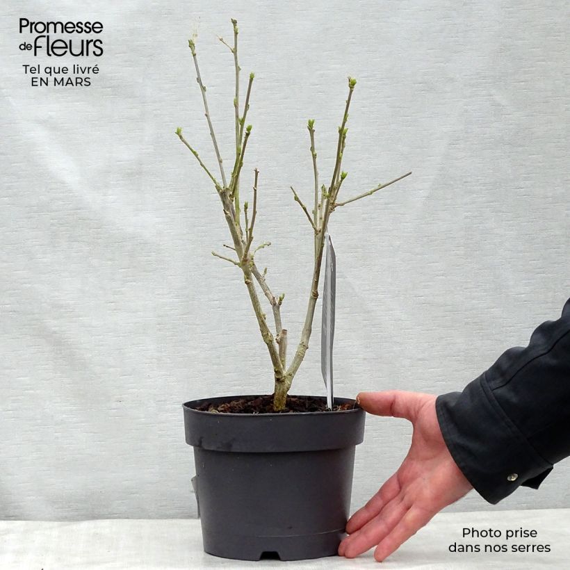 Hibiscus syriacus Hamabo - Rose of Sharon 3L/4L pot sample as delivered in spring