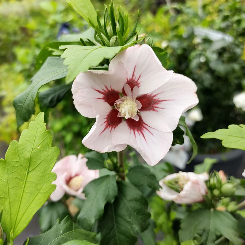 Hibiscus syriacus Hamabo - Rose of Sharon (Flowering)