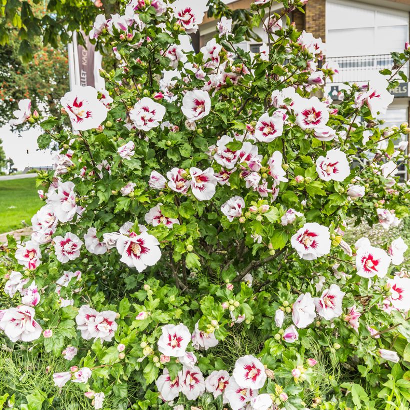 Hibiscus syriacus Hamabo - Rose of Sharon (Plant habit)
