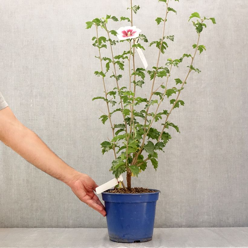 Hibiscus syriacus Blanco - Rose of Sharon 3L/4L pot sample as delivered in summer